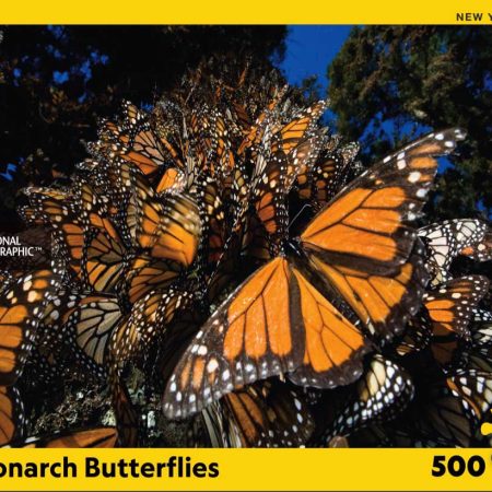 NPZNG1987 - Monarch Butterflies